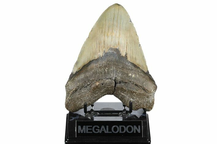 Fossil Megalodon Tooth - North Carolina #183313